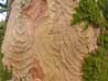 Arboriculture
