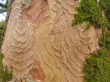 Arboriculture